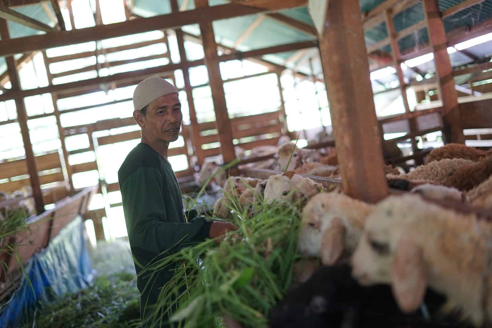 Di Dd Farm Rumah Gadang Ali Akbar Relawan Jadi Peternak