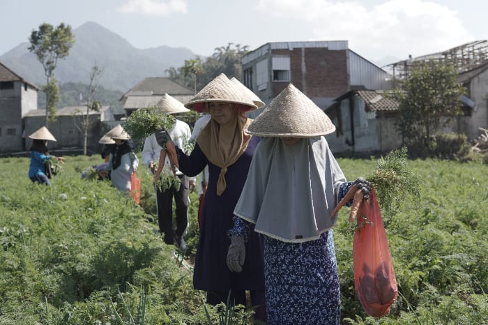 Kegiatan berkebun di Pesantren Lansia Dompet Dhuafa