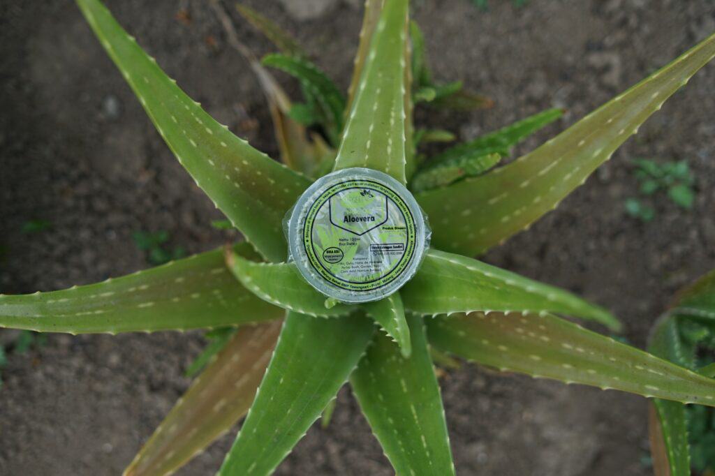 Pemberdayaan zakat produktif dompet dhuafa - aloevera