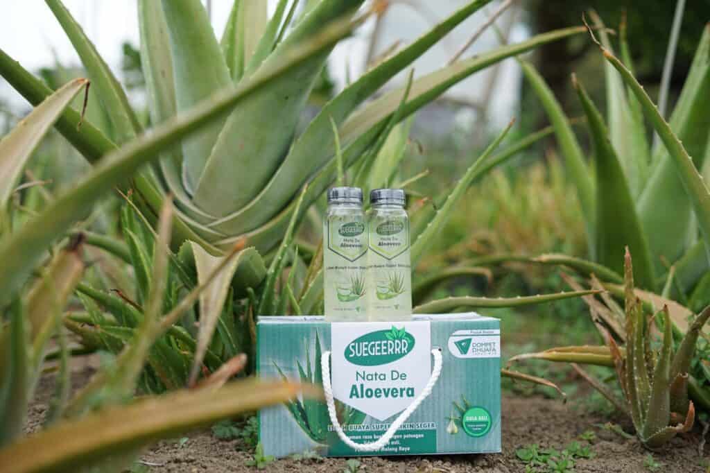 Pemberdayaan zakat produktif dompet dhuafa - aloevera