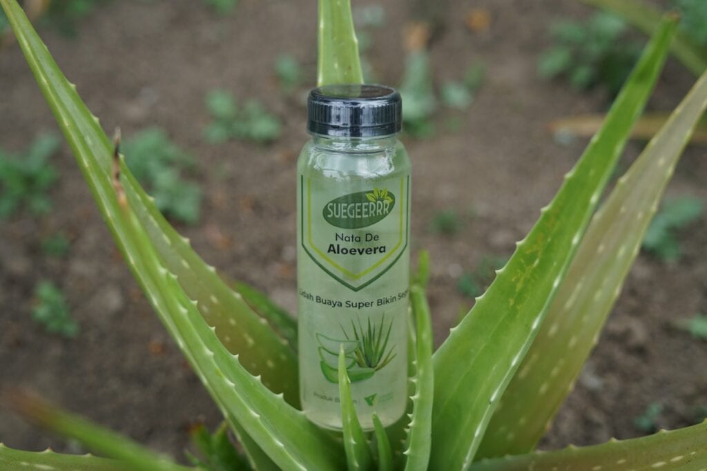 Pemberdayaan zakat produktif dompet dhuafa - aloevera