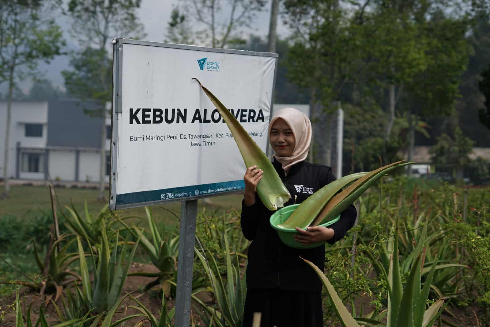 Pemberdayaan zakat produktif dompet dhuafa - aloevera