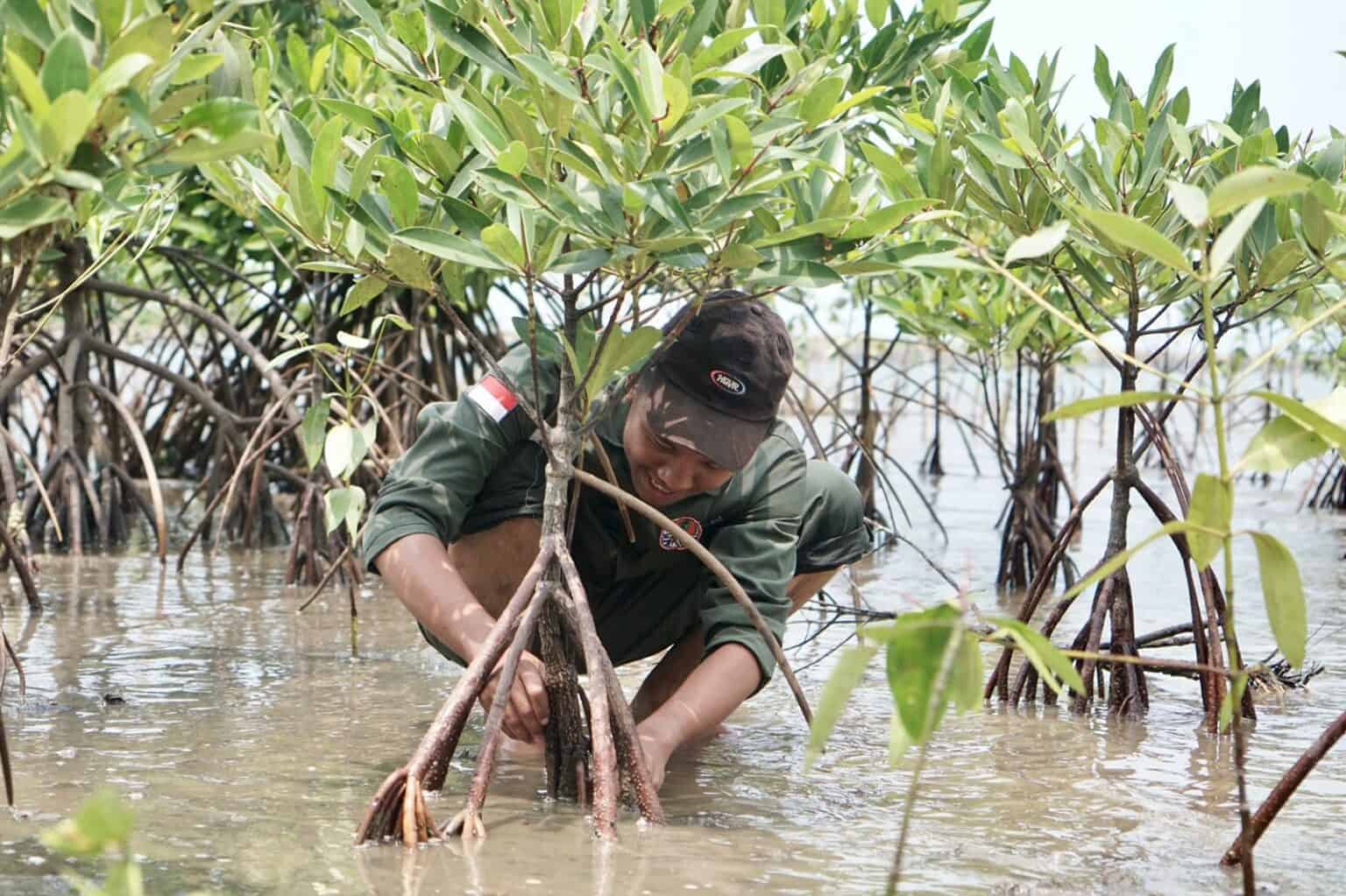 Planting 1000 Mangrove on the coast of Pandeglang, Banten