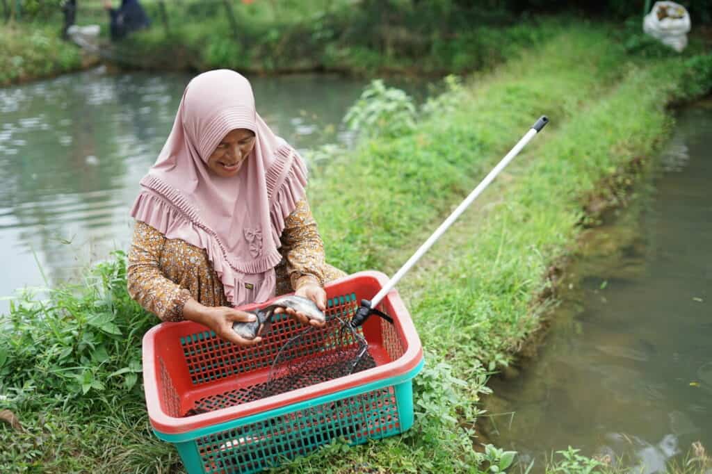 Program Kampuang Nila Dompet Dhuafa, budi daya ikan nila.