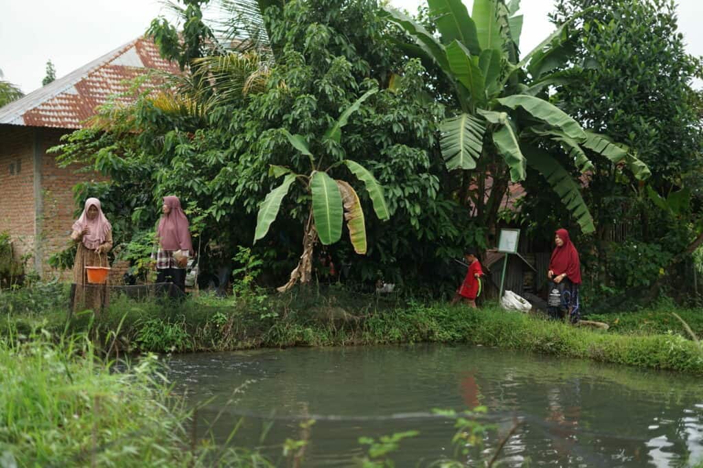 Program Kampuang Nila Dompet Dhuafa, budi daya ikan nila.