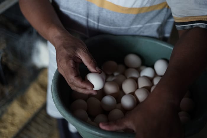 budi daya telur ayam arab