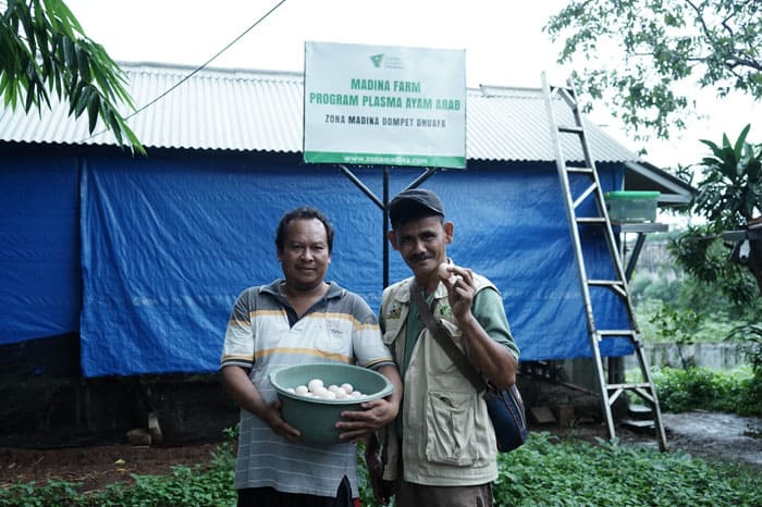 budi daya telur ayam arab