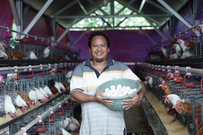 budi daya telur ayam arab