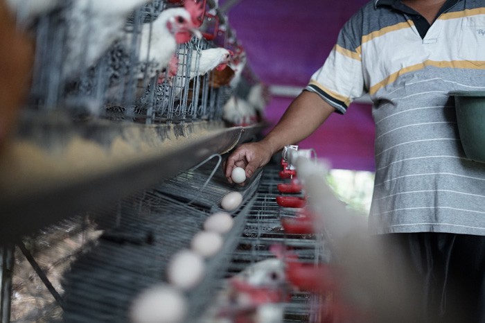 budi daya telur ayam arab