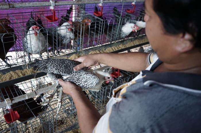 budi daya telur ayam arab