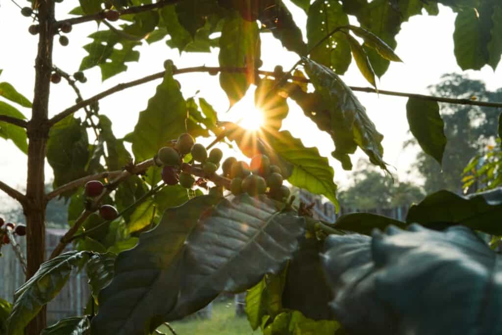 Tani Kopi Solok Sirukam