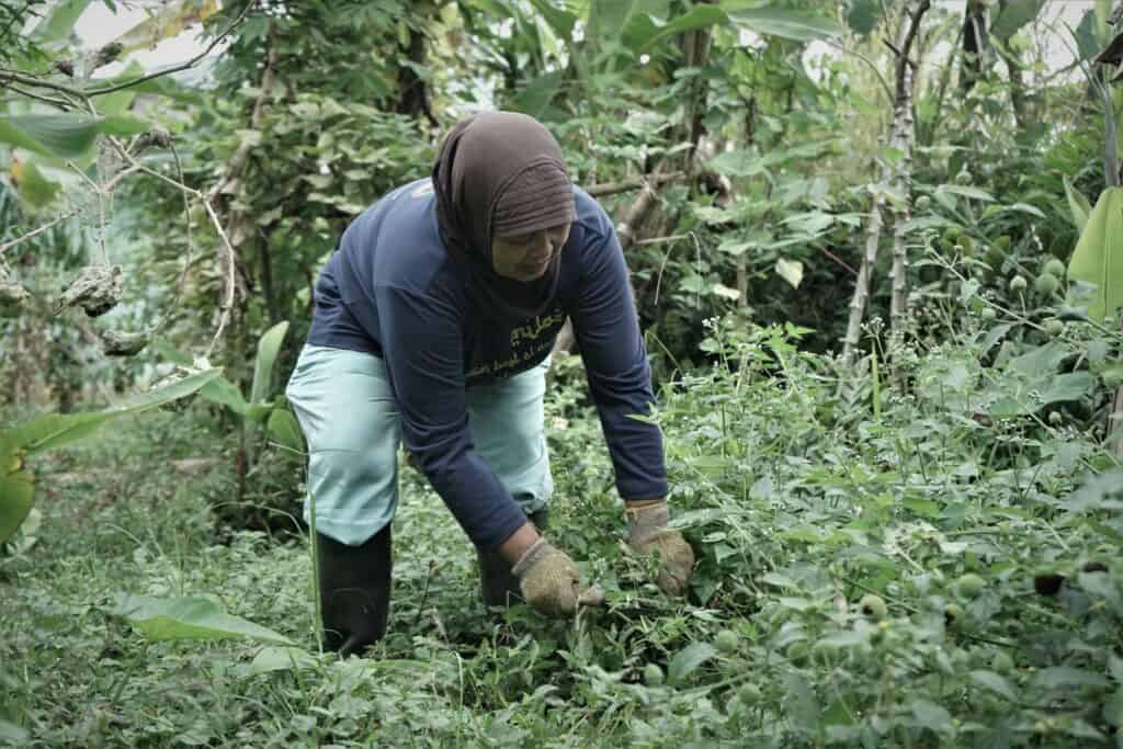 Peternak Sukabumi di Tebar Hewan Kurban