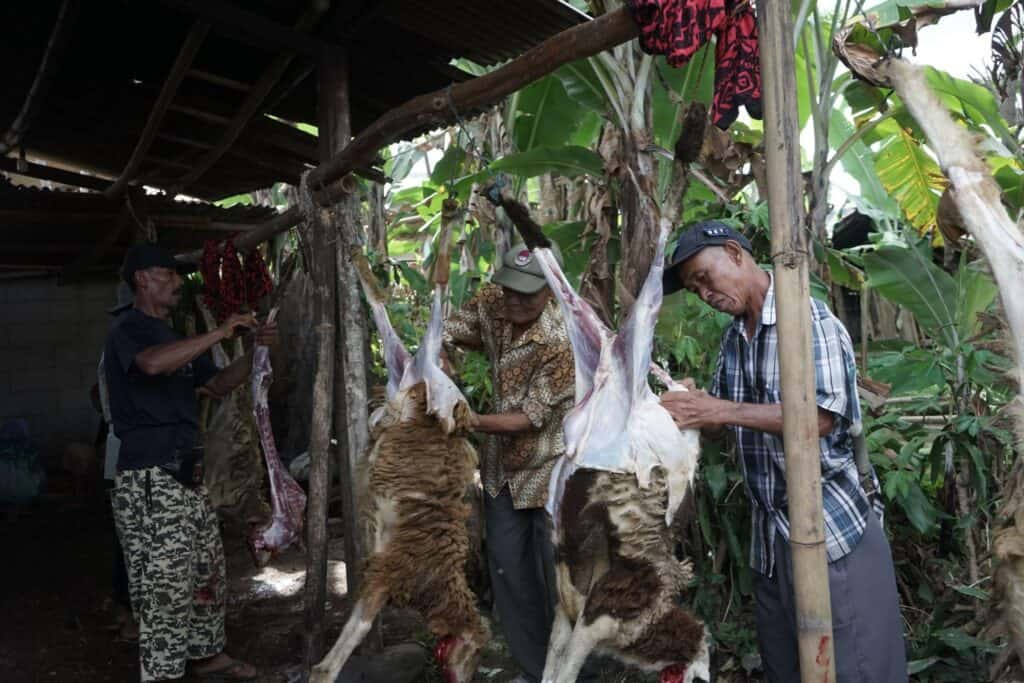 Peternak Sukabumi di Tebar Hewan Kurban