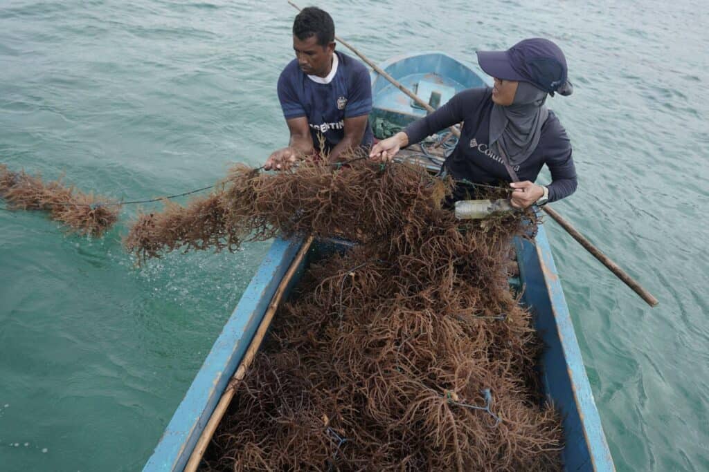 Tebar Hewan Kurban 1445 H di Pulau Kei