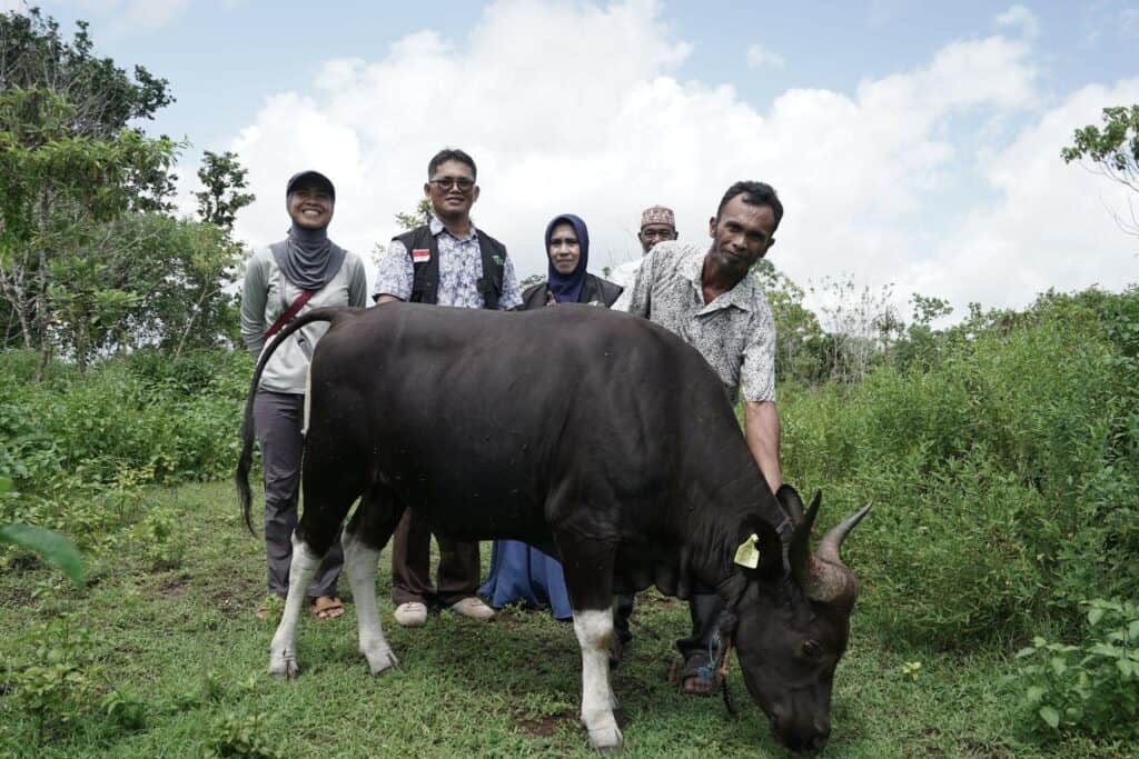 Tebar Hewan Kurban 1445 H di Pulau Kei