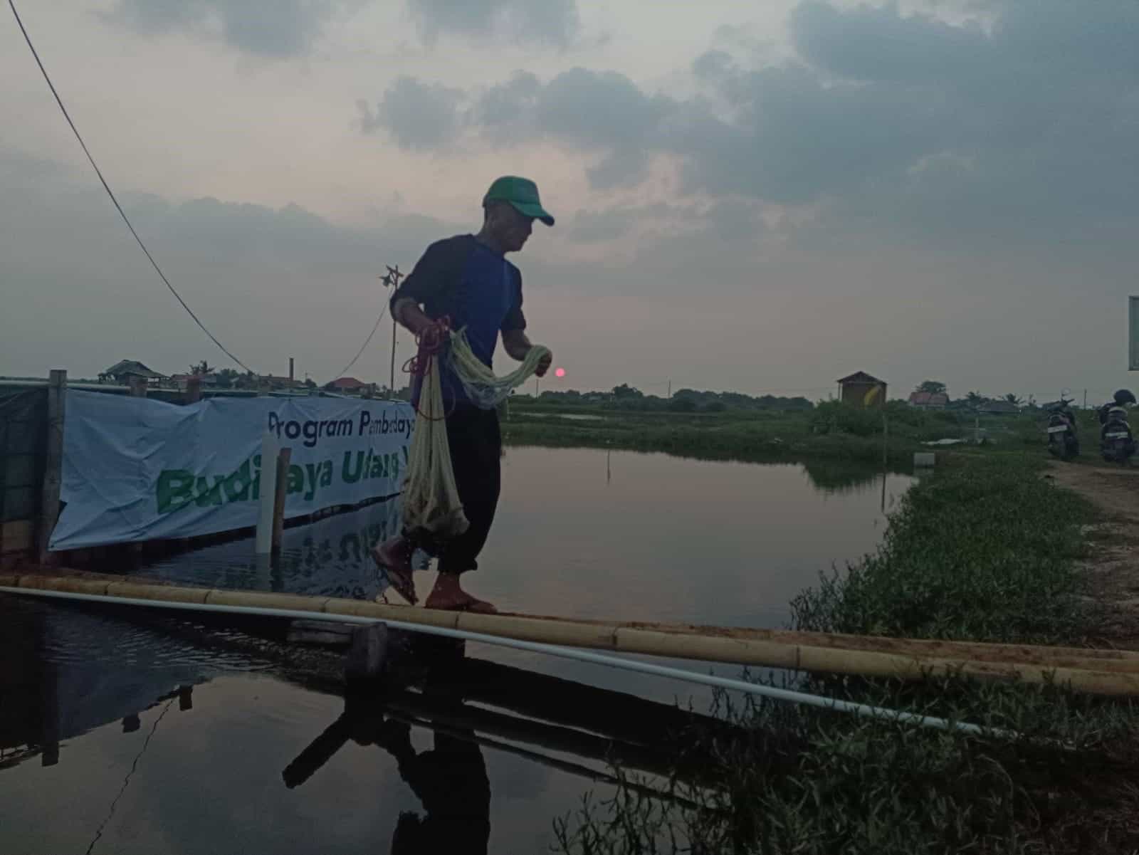 Program pemberdayaan ekonomi Dompet Dhuafa Banten, Budidaya Udang Vaname, terletak di Desa Wanayasa, Kecamatan Pontang, Serang.