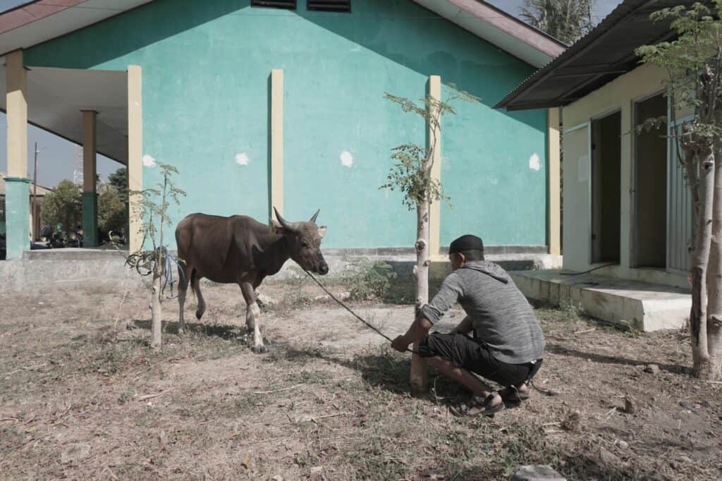 Potret salah satu hewan kurban sapi dalam pelaksanaan Tebar Hewan Kurban Dompet Dhuafa di kampus STAI Kupang, Nusa Tenggara Timur.