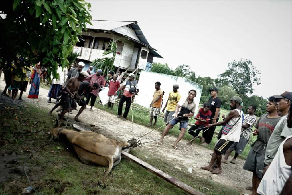 Proses melumpuhkan sapi berangsur dramatis, proses penggulingan sapi pun dilakukan oleh beberapa warga lokal. Proses melumpuhkan sapi berangsur dramatis, proses penggulingan sapi pun dilakukan oleh beberapa warga lokal. 