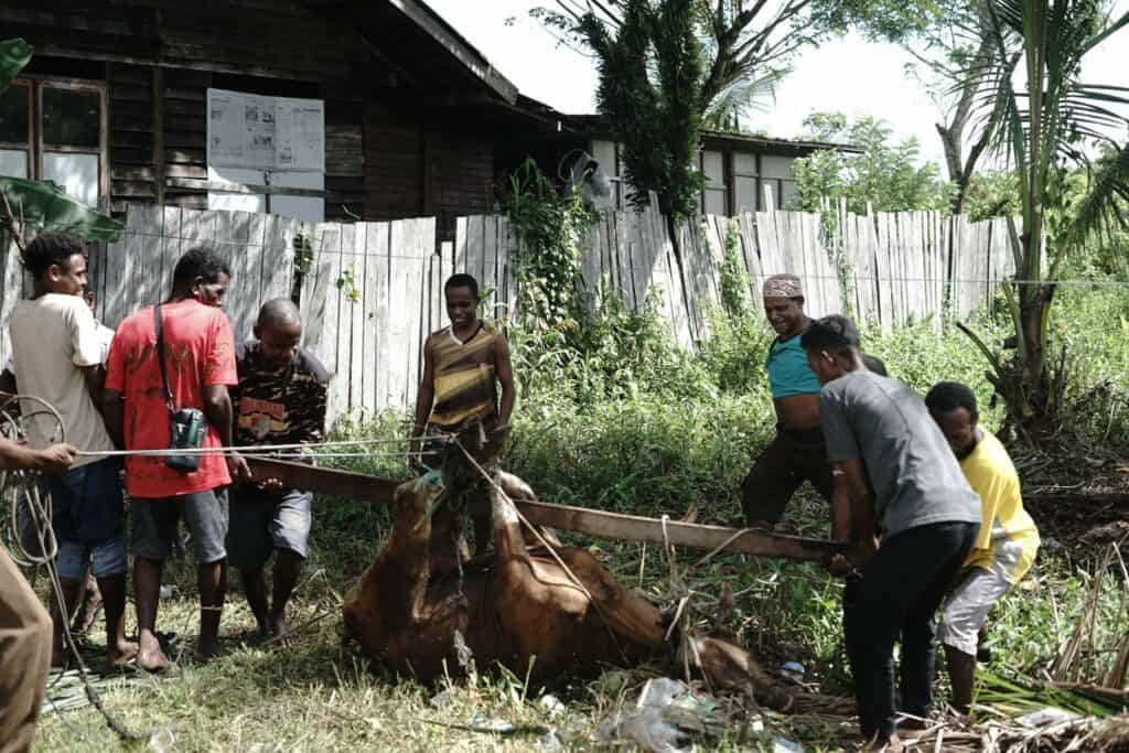 Sapi yang berhasil dilumpuhkan kemudian digotong untuk dilakukan proses penyembelihan. 