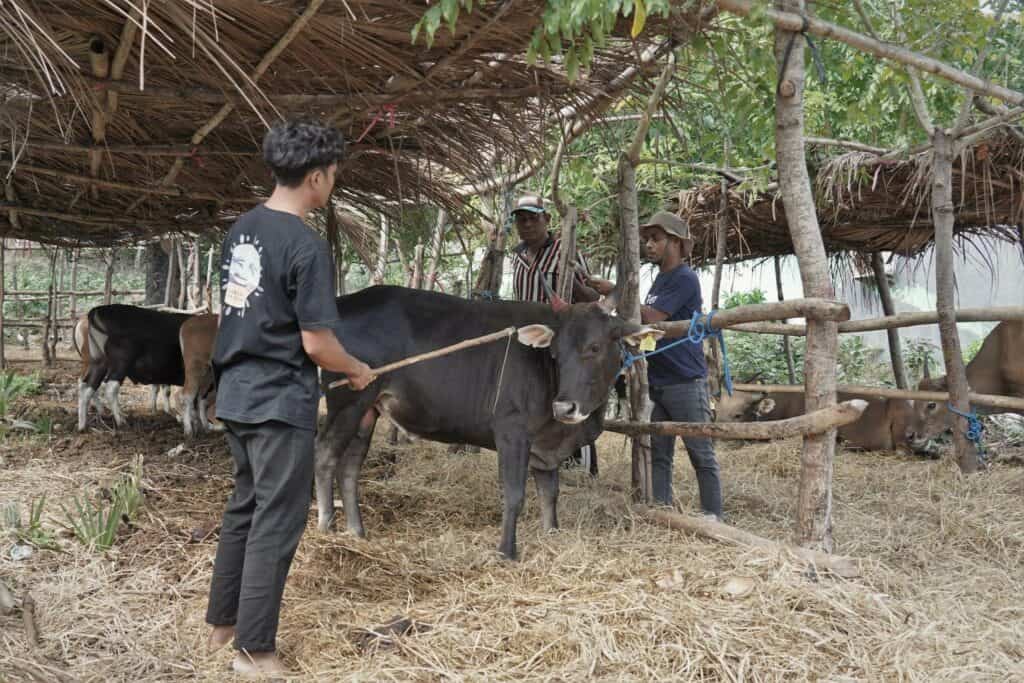 Refleksi Hidup Ocha Nugraha saat mengikuti proses QC hewan kurban bersama Dompet Dhuafa di NTT.