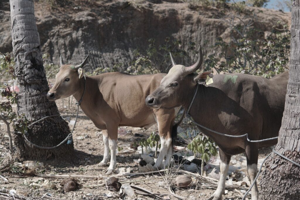 Hewan kurban sapi yang didistribusikan untuk masyarakat Desa Papela, Rote Ndao.