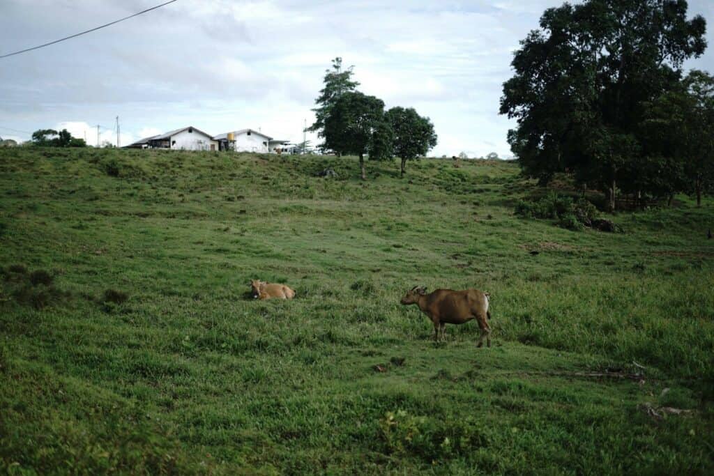 Hamparan rumput luas di wilayah Kabupaten Sorong yang menjadi tempat bagi hewan ternak mencari makan.