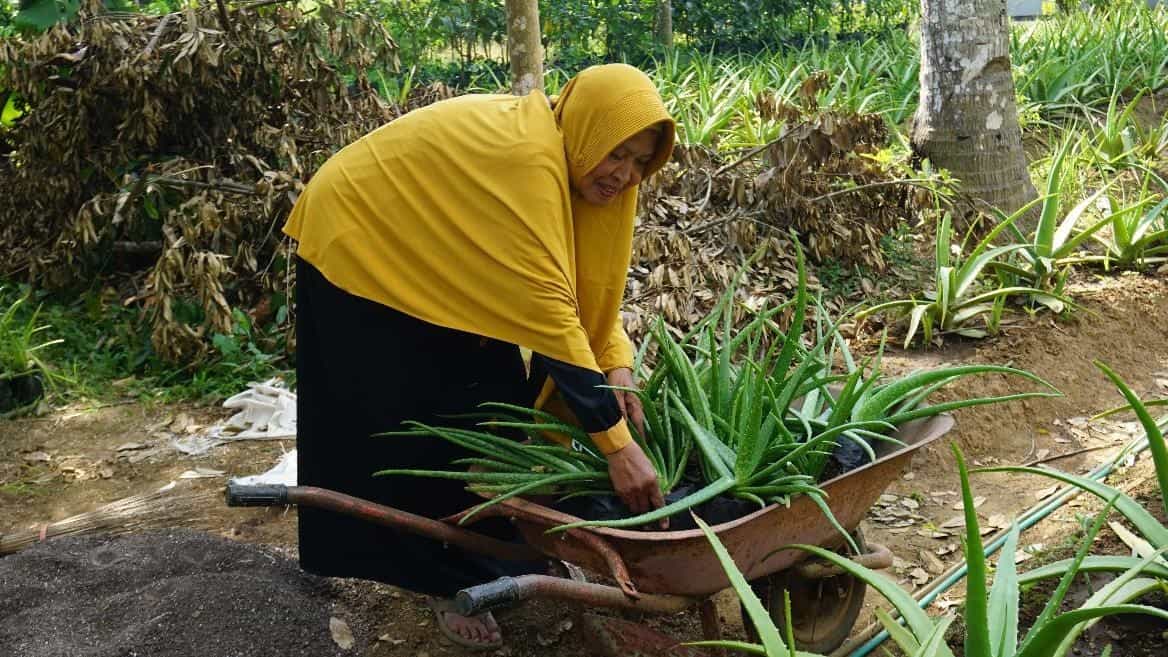 Potret warga Desa Sojomerto Salaman Magelang yang membudidayakan aloe vera.