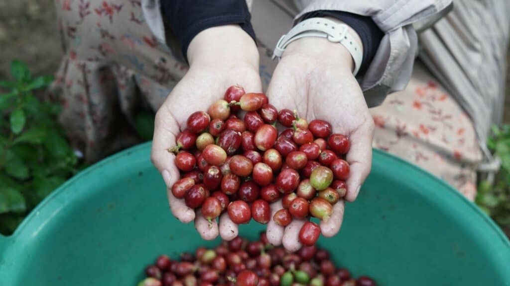 Menilik langsung hasil pertanian kopi dalam kegiatan Hulu Trip Pemberdayaan Kopi oleh Dompet Dhuafa Sulsel yang berlangsung dari tanggal 30 Agustus--1 September 2024 di Desa Kahayya, Bulukumba.