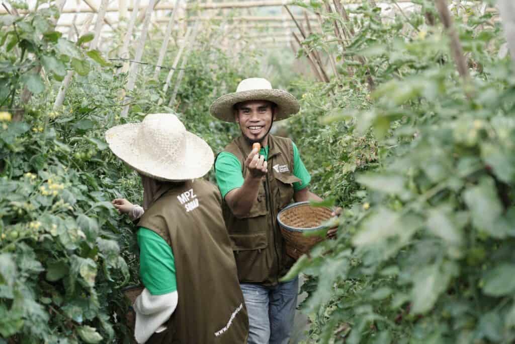 Para peserta berkesempatan melakukan panen tomat di salah satu kebun greenhouse Desa Tani, Lembang dalam rangkaian Capacity Building MPZ di Bandung pada 31 Oktober - 01 November 2024. 