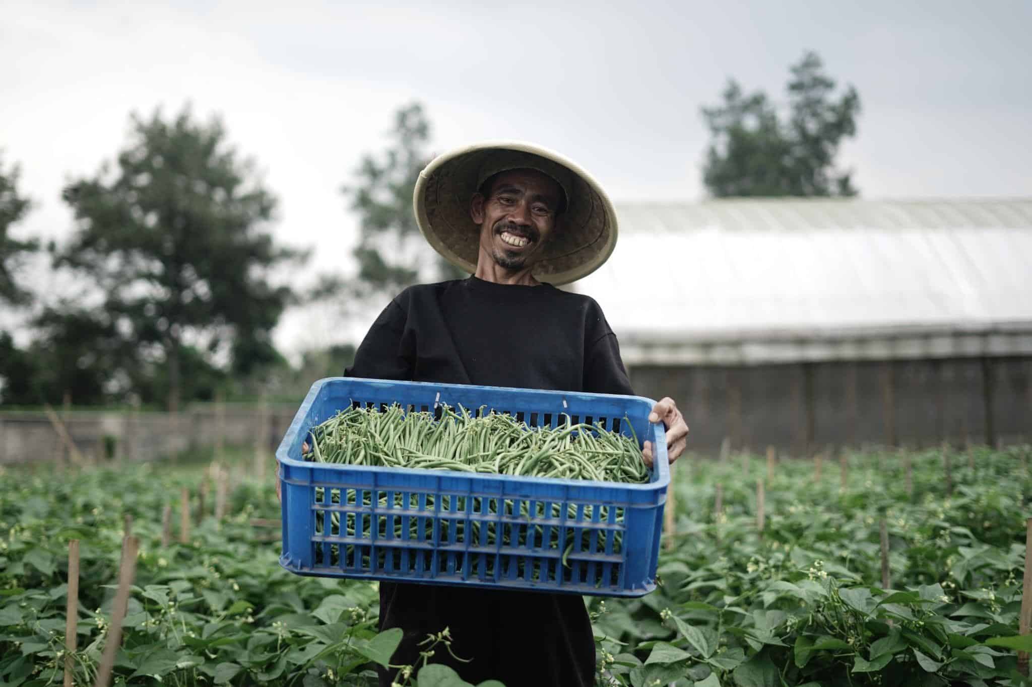 Tusih memanem baby buncis di kebunnya.