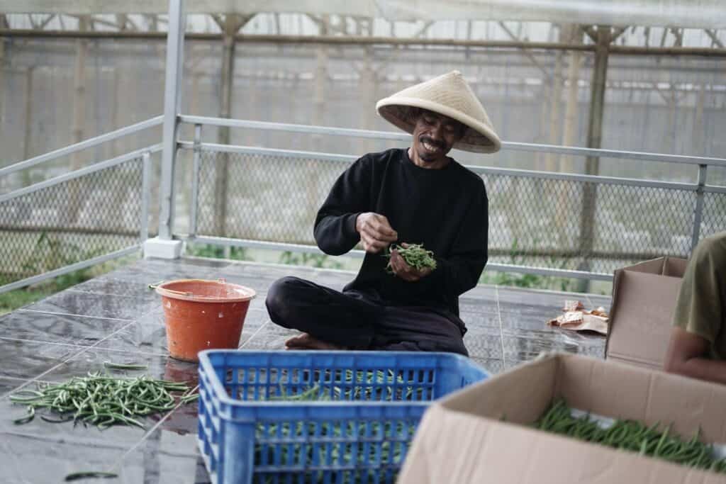 Setelah memetik seluruh buncis yang siap panen, Tusih bersama petani lokal lainnya menyortir dan melakukan quality control, hingga kemudian dipasarkan ke pasar-pasar lokal.