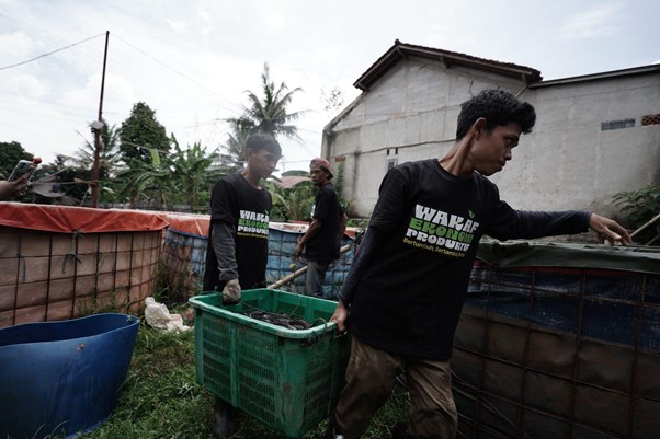 Proses panen 500 kilogram ikan lele di Iwul Farm melalui program wakaf investasi Dompet Dhuafa, Selasa (18/2/2025).