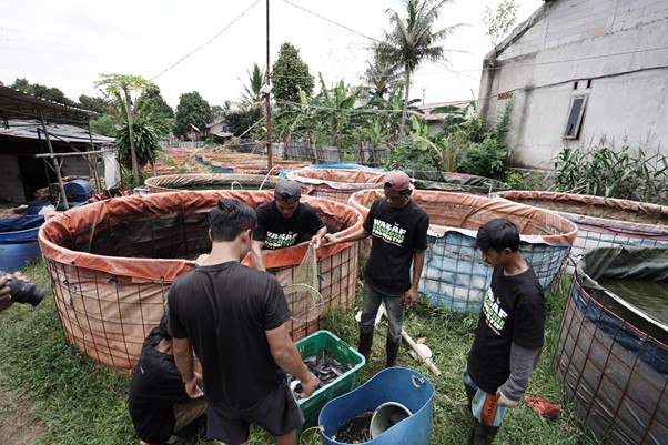 Proses panen 500 kilogram ikan lele di Iwul Farm melalui program wakaf investasi Dompet Dhuafa, Selasa (18/2/2025).