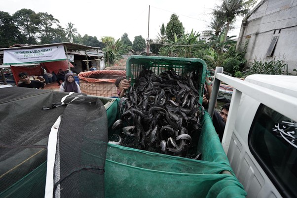 Proses panen 500 kilogram ikan lele di Iwul Farm melalui program wakaf investasi Dompet Dhuafa, Selasa (18/2/2025).