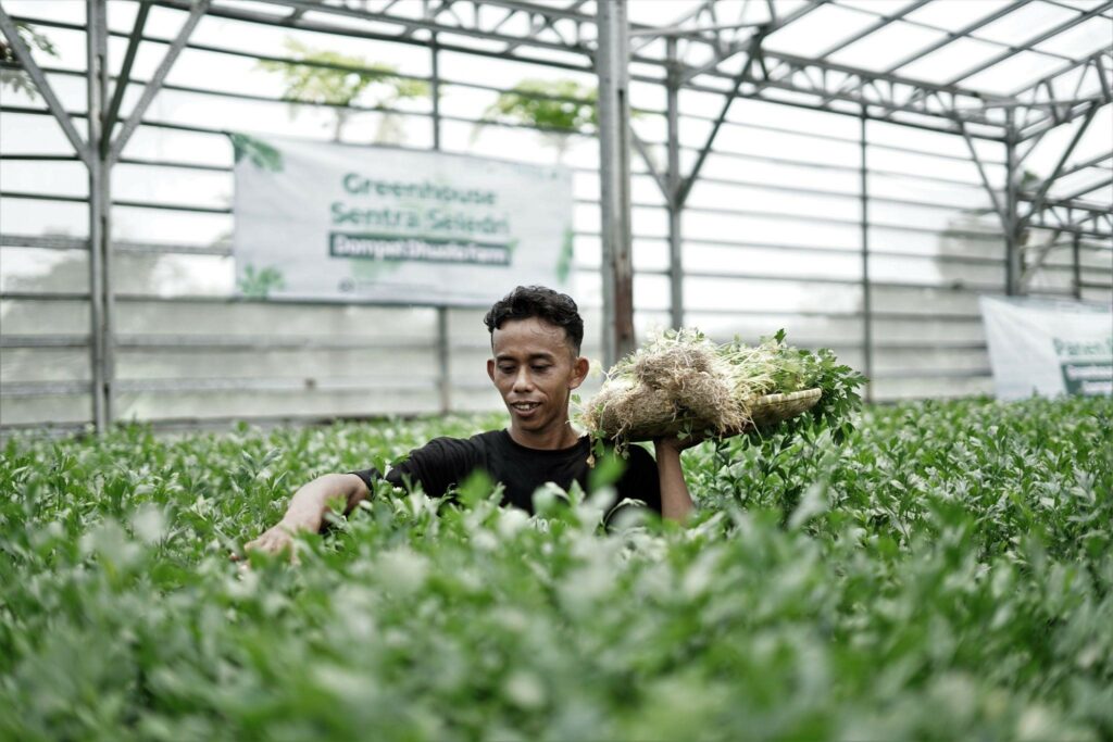 Soleh salah satu petani lokal sekaligus penerima manfaat Greenhouse Sentra Seledri Dompet Dhuafa, seledri yang sudah cukup umur yakni 45 hari siap untuk dipanen. 