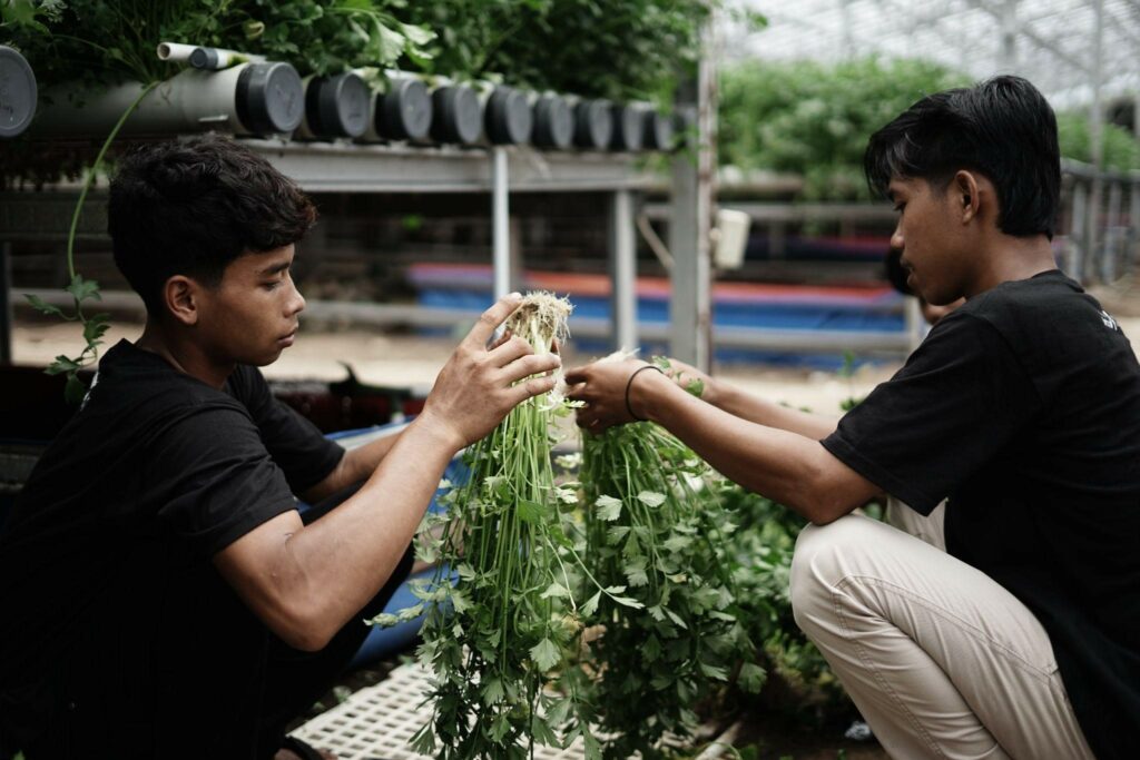 Para petani lokal lainnya, saat sedang menyortir seledri-seledri yang siap panen, pada Senin (10/2/2025).